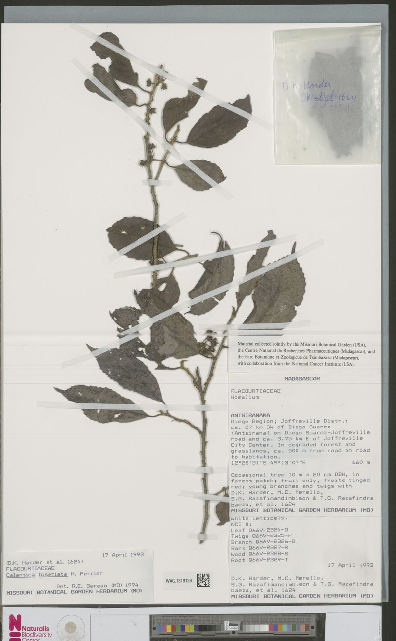 Calantica biseriata photo 3