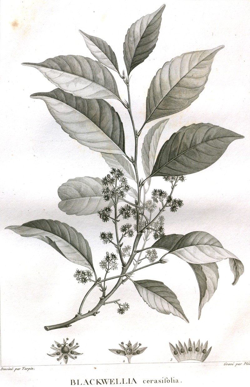 Calantica cerasifolia