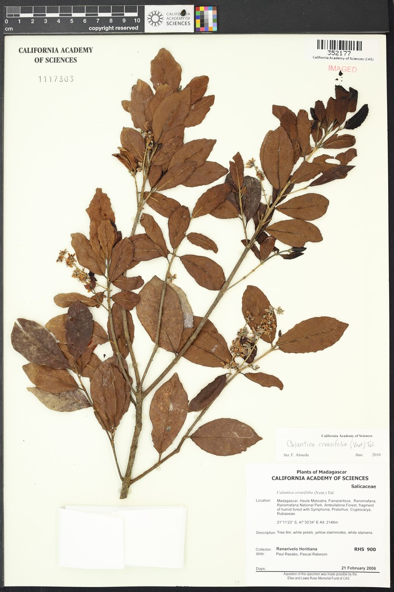 Calantica cerasifolia photo 2