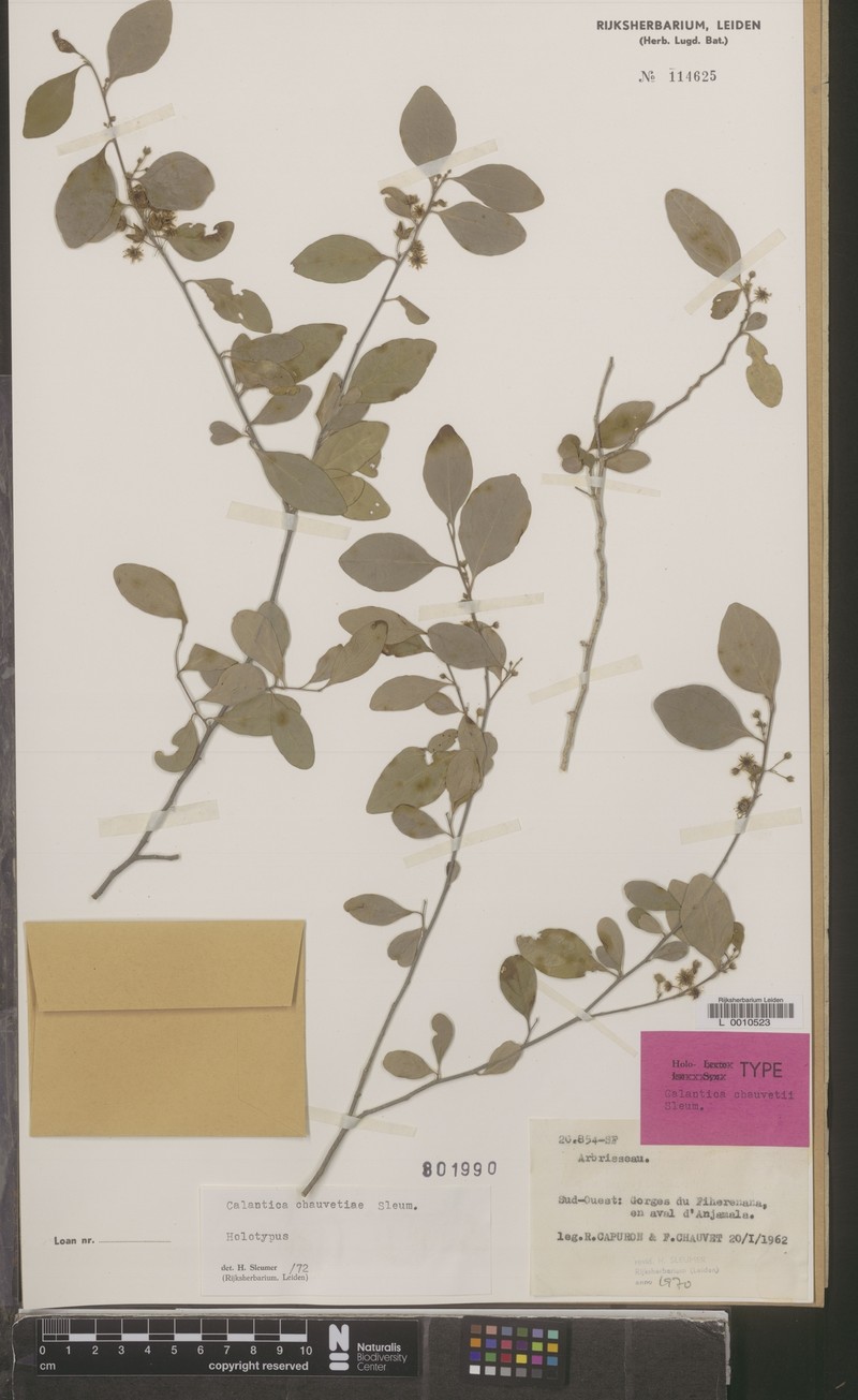 Calantica chauvetiae