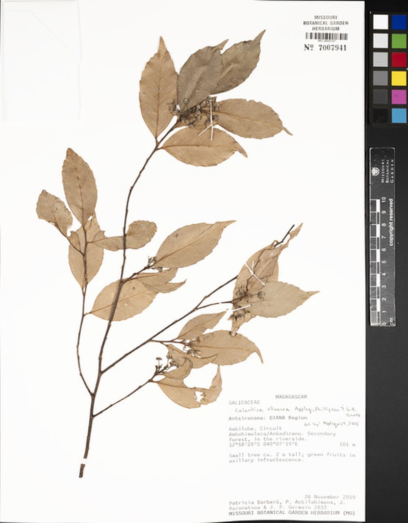 Calantica olivacea