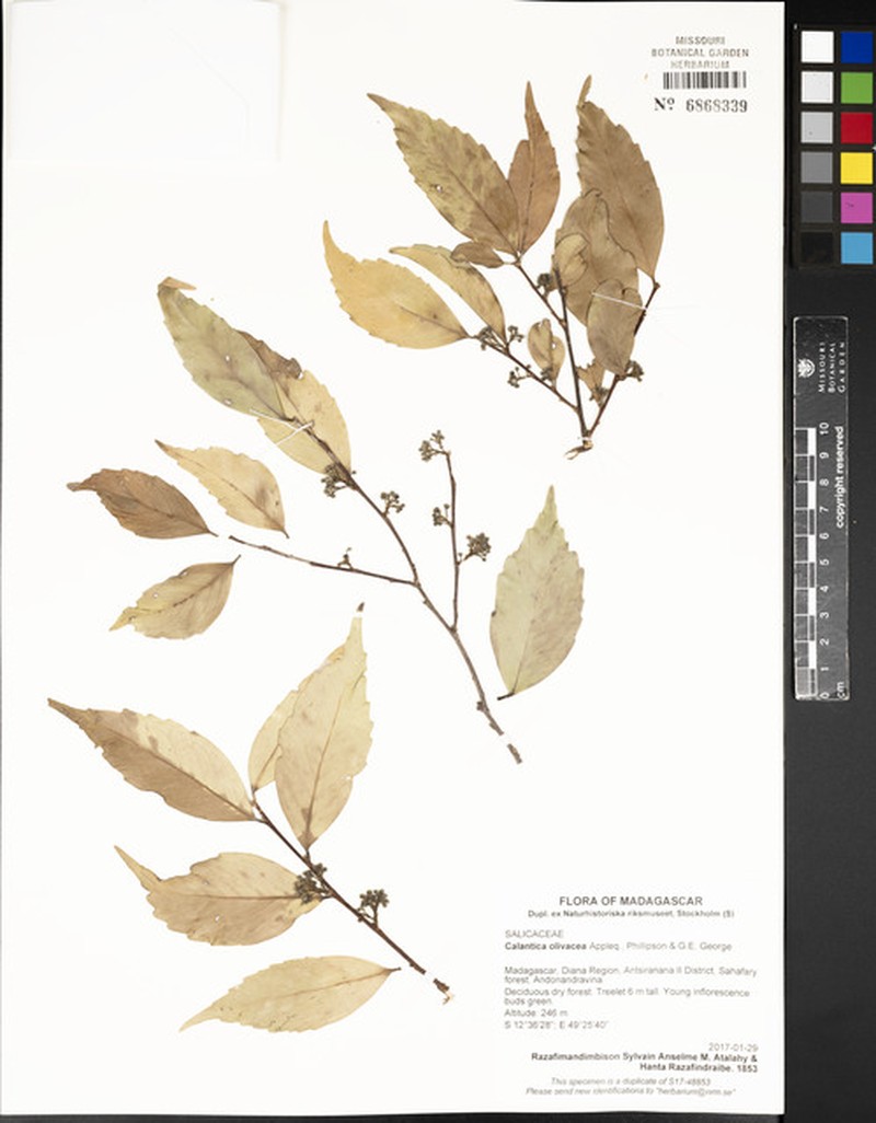 Calantica olivacea photo 2
