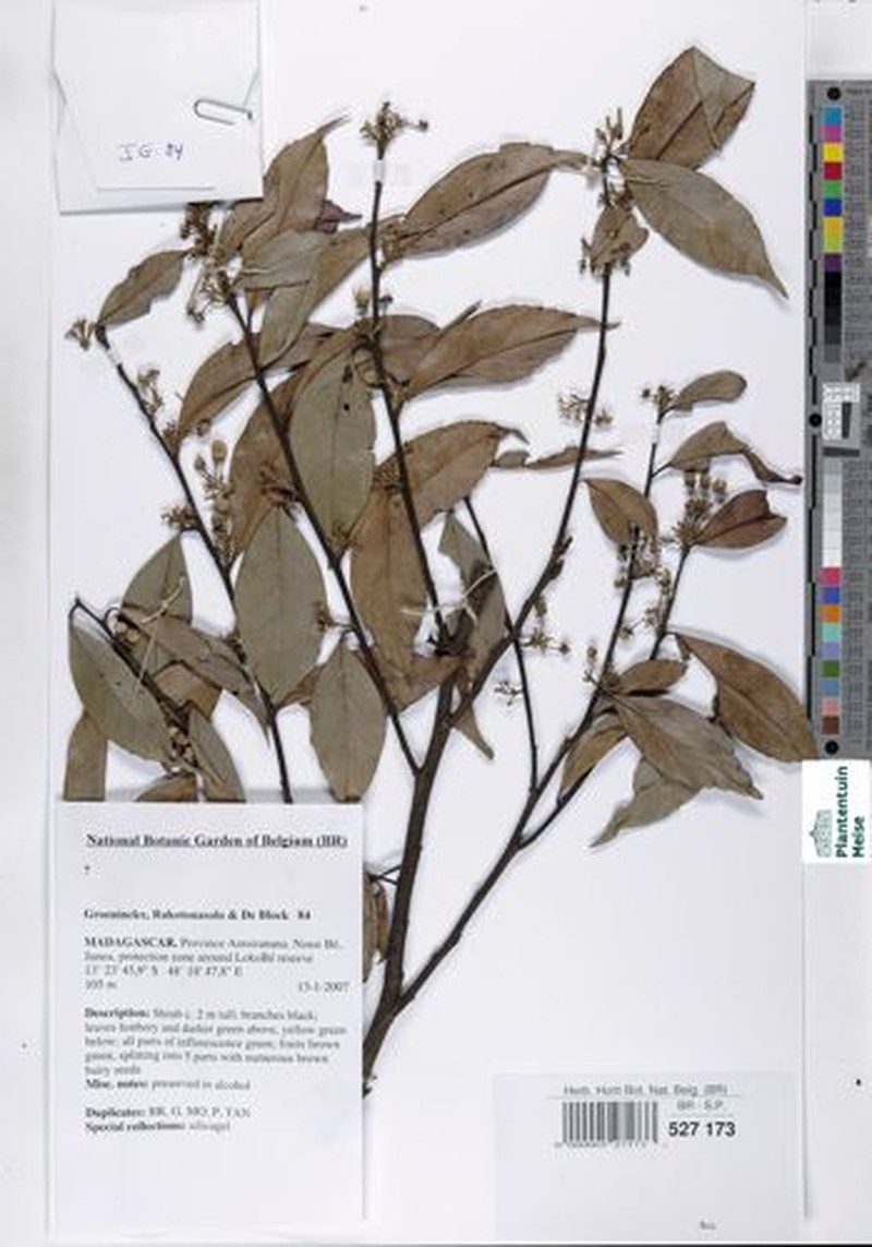 Calantica olivacea photo 3