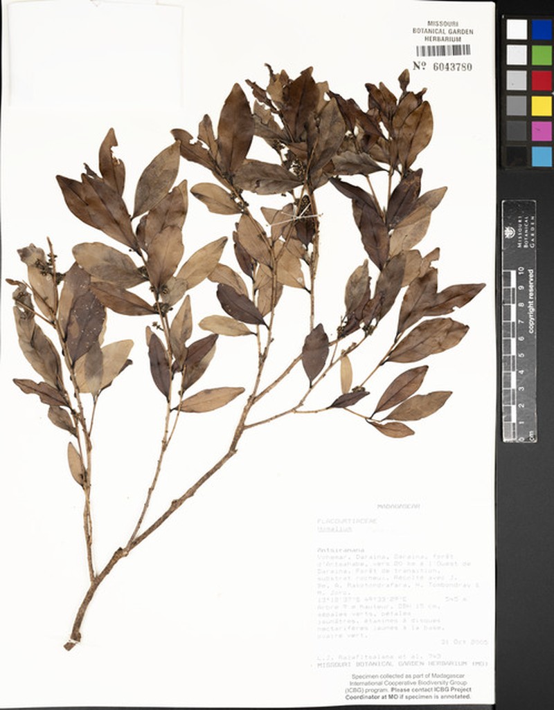 Calantica olivacea photo 4