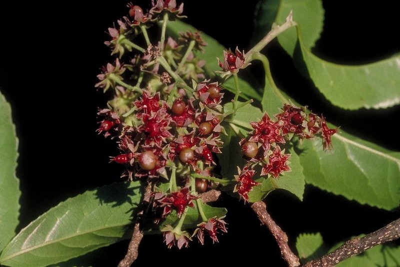 Calantica pseudobiseriata