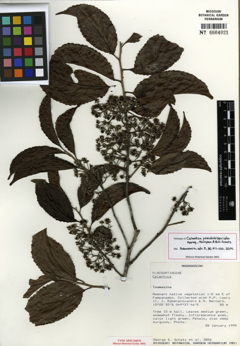 Calantica pseudobiseriata photo 2