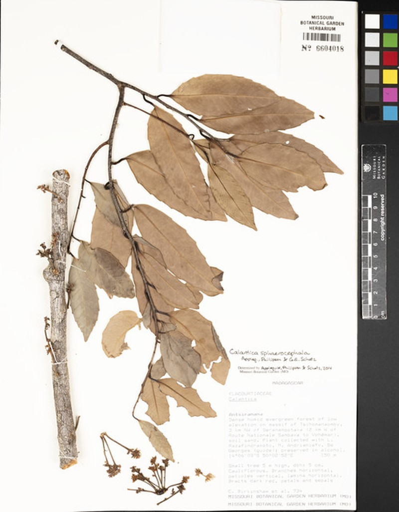 Calantica sphaerocephala photo 4