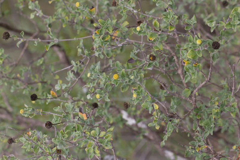 Calanticaria bicolor
