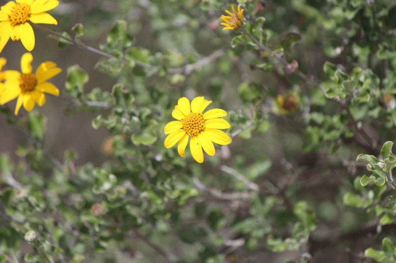 Calanticaria bicolor photo 2