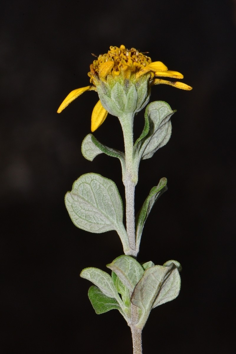 Calanticaria bicolor photo 3