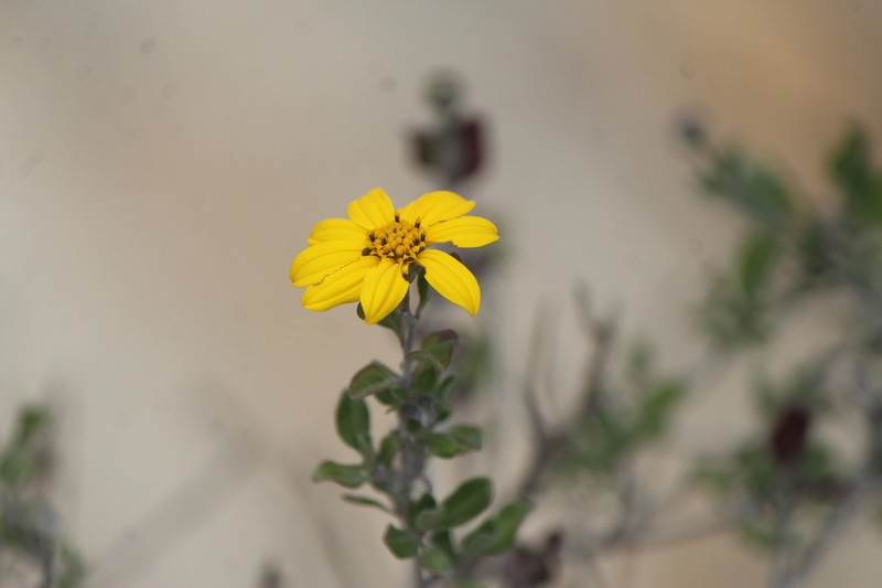Calanticaria bicolor photo 4