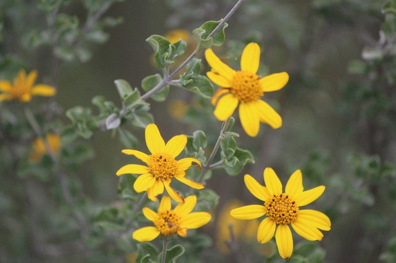Calanticaria bicolor photo 5