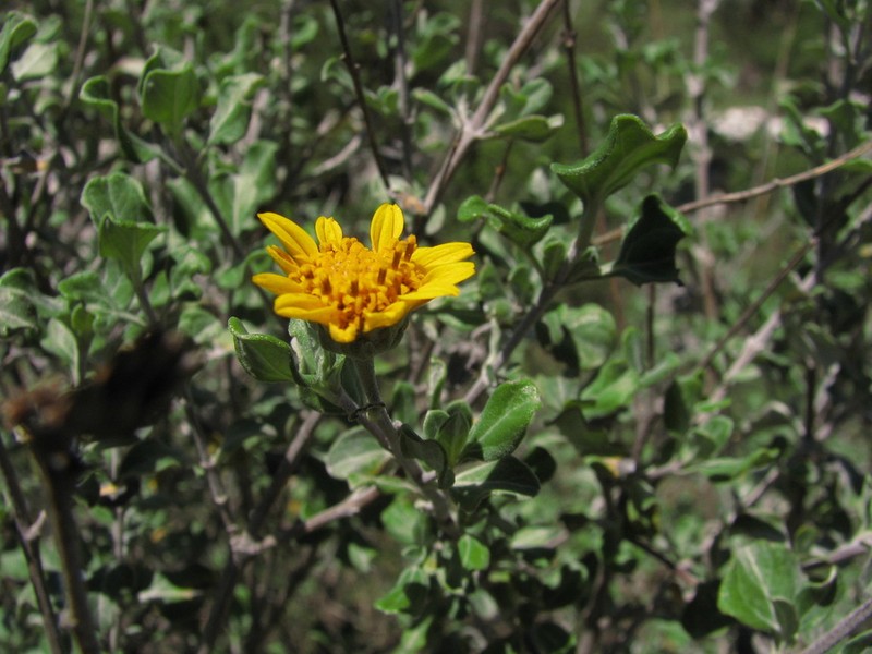 Calanticaria bicolor photo 6