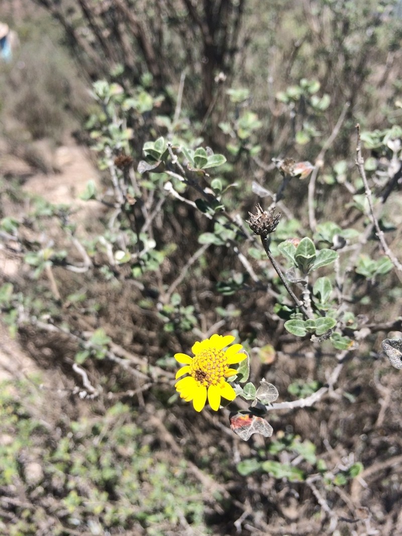 Calanticaria bicolor photo 7