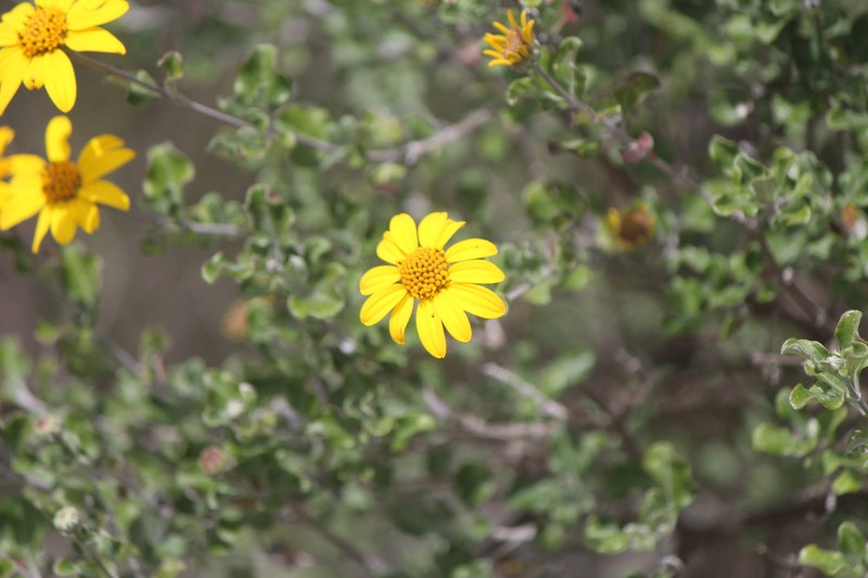 Calanticaria bicolor photo 8