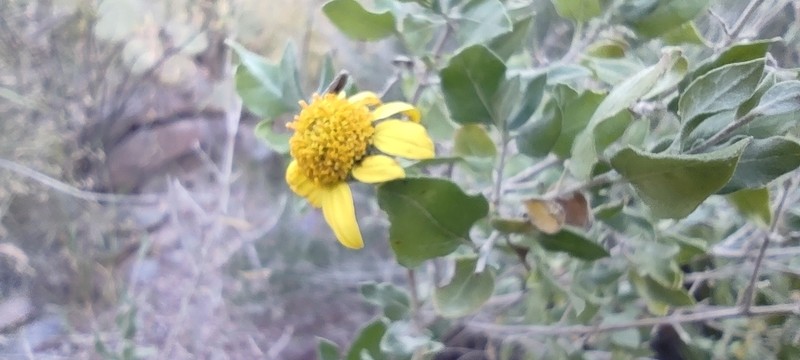 Calanticaria brevifolia photo 2