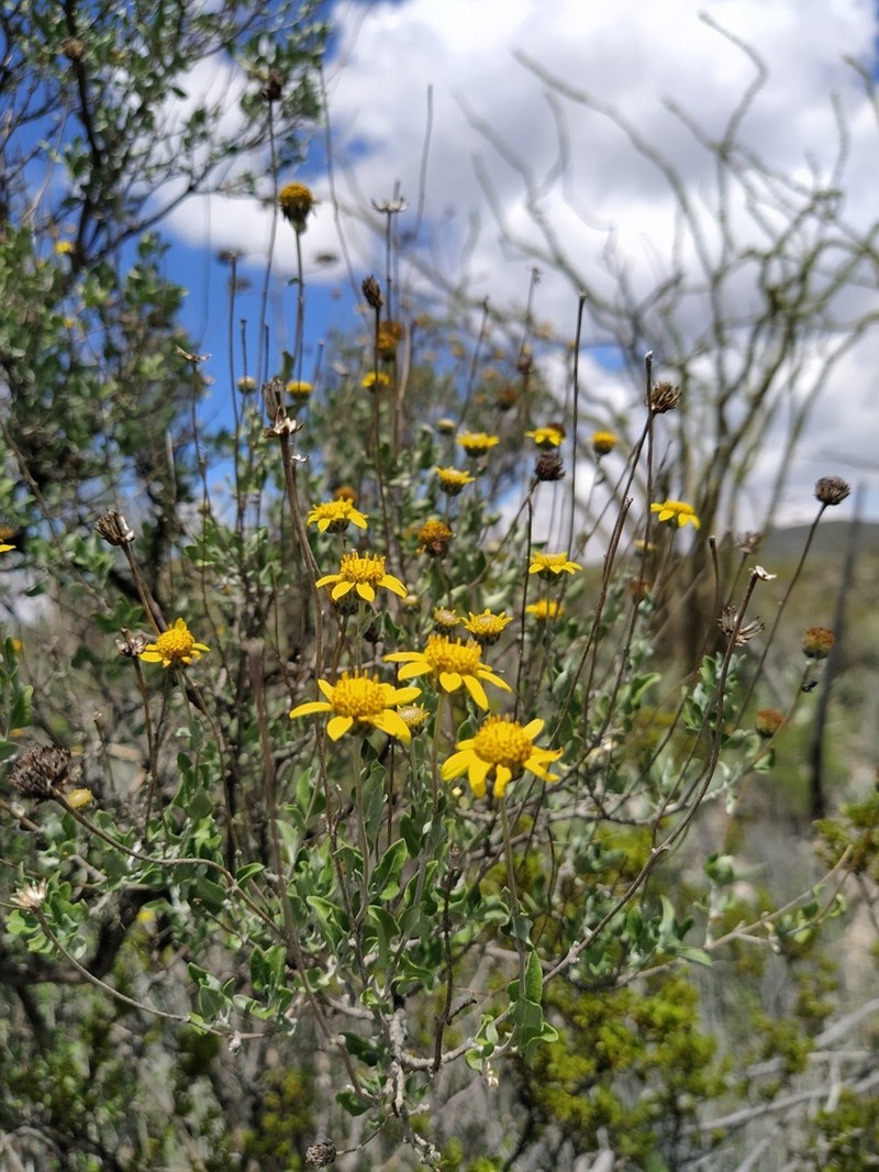 Calanticaria brevifolia photo 3