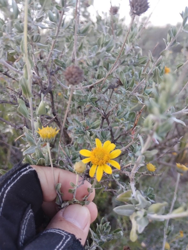 Calanticaria brevifolia photo 4