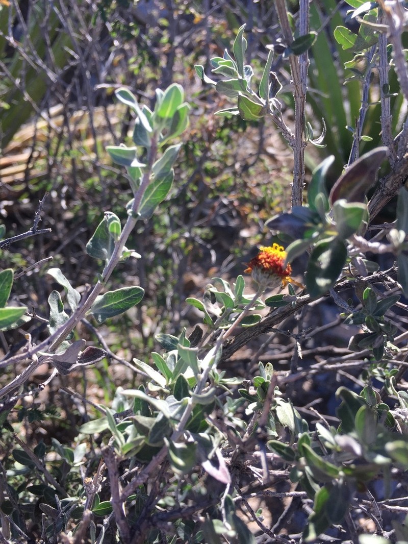 Calanticaria brevifolia photo 5