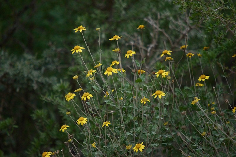 Calanticaria brevifolia photo 6
