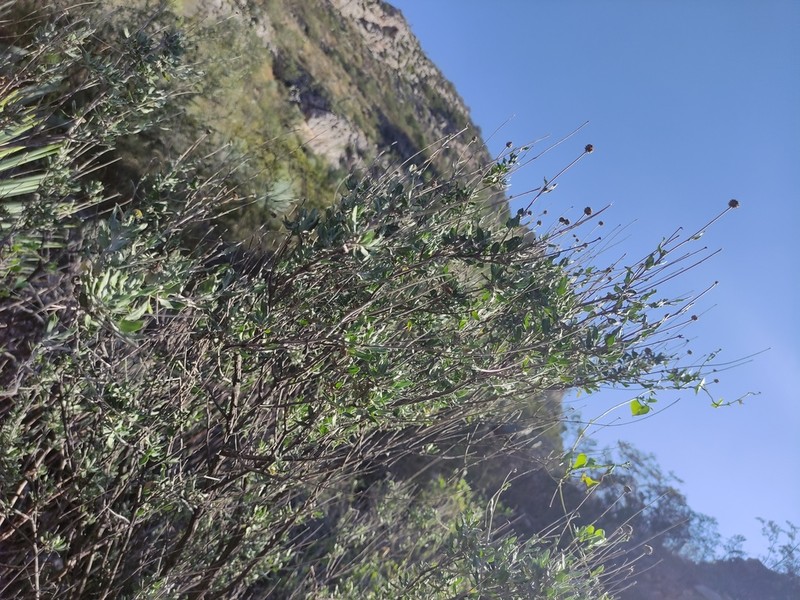 Calanticaria brevifolia photo 7