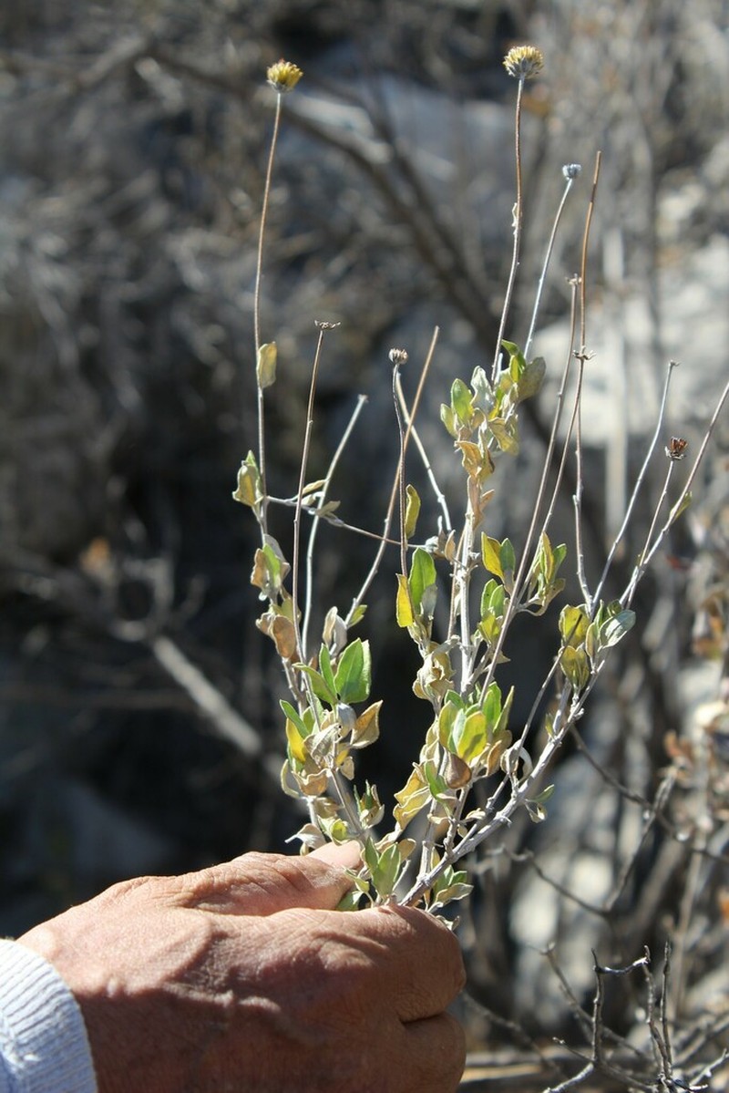 Calanticaria brevifolia photo 8