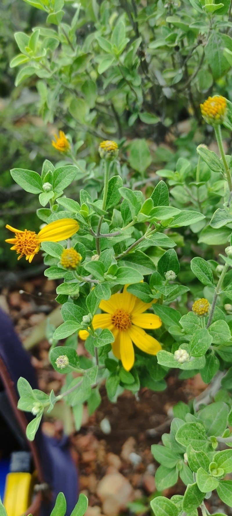Calanticaria greggii