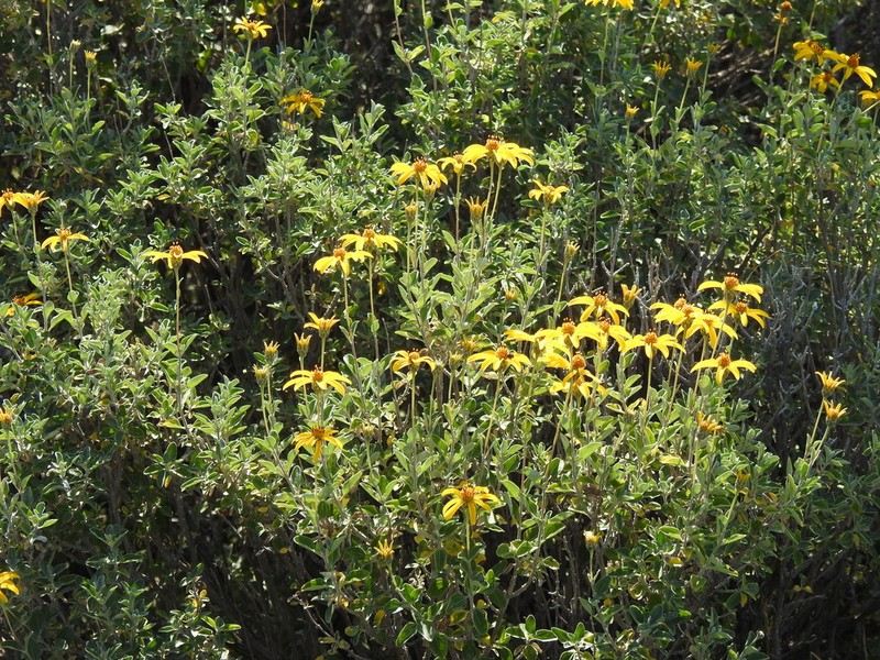 Calanticaria greggii photo 2