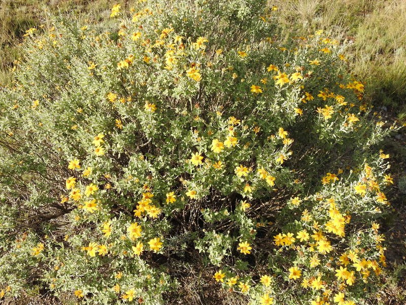 Calanticaria greggii photo 3