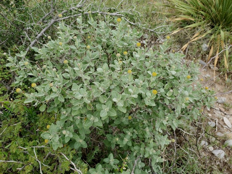 Calanticaria greggii photo 4