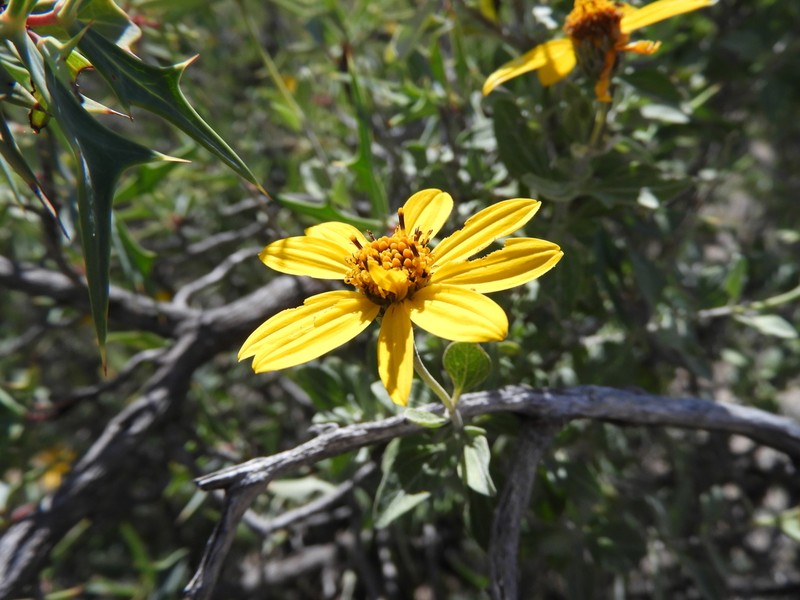 Calanticaria greggii photo 5