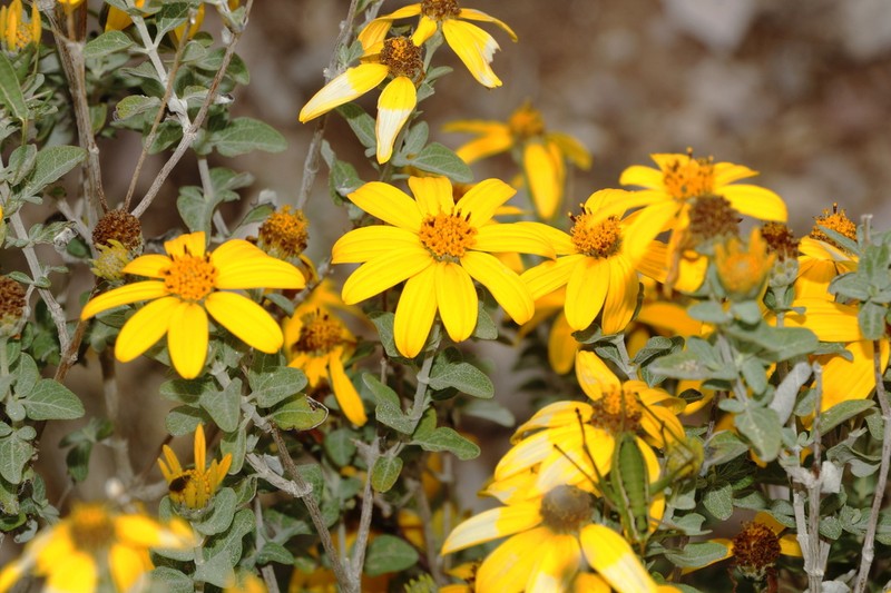 Calanticaria greggii photo 6
