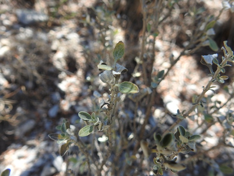 Calanticaria greggii photo 7