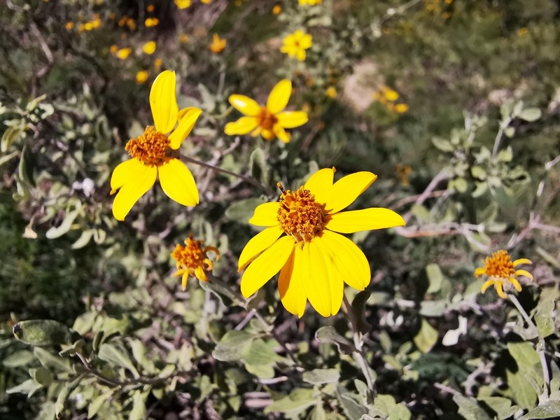 Calanticaria greggii photo 8