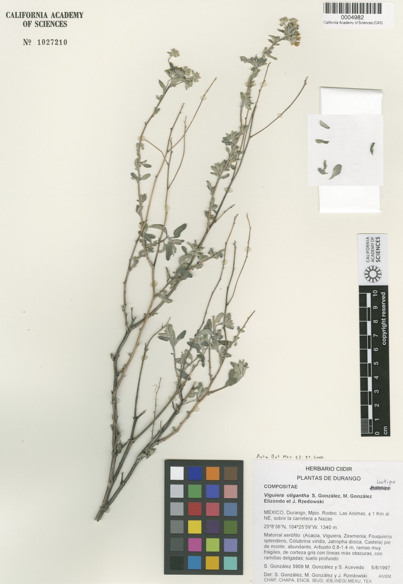 Calanticaria oligantha