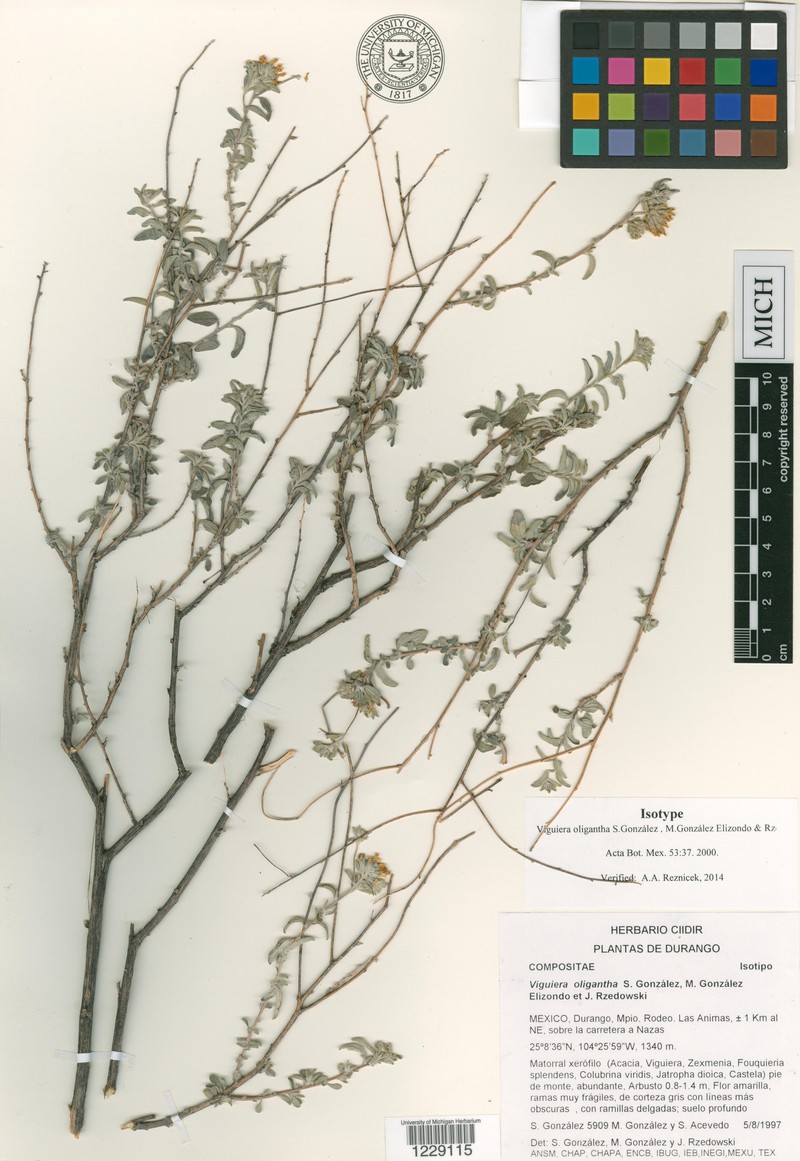 Calanticaria oligantha photo 2