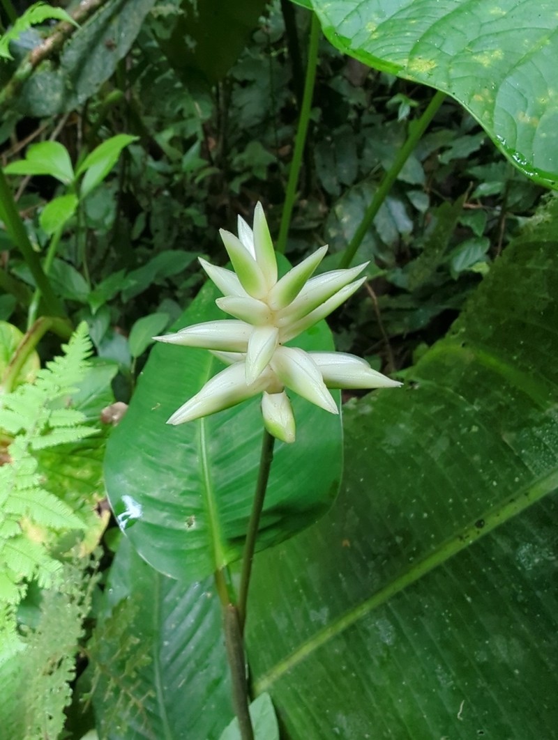 Calathea calderon-saenzii