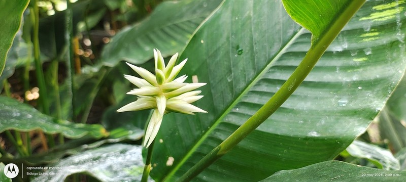 Calathea calderon-saenzii photo 2