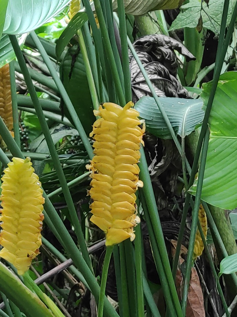 Rattlesnake Plant photo 2