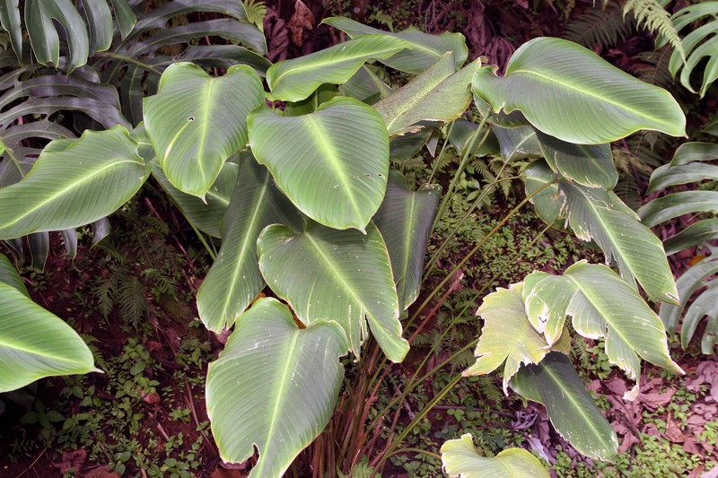 Rattlesnake Plant photo 3