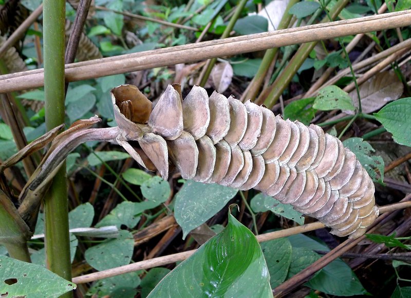 Rattlesnake Plant photo 6