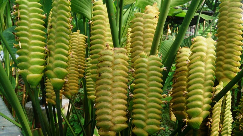 Rattlesnake Plant photo 7