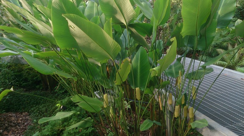 Rattlesnake Plant photo 8