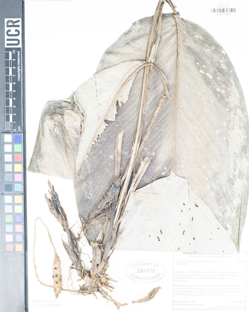 Calathea galdamesiana