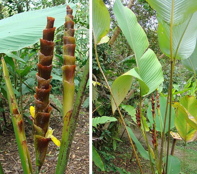 Pampano photo 2