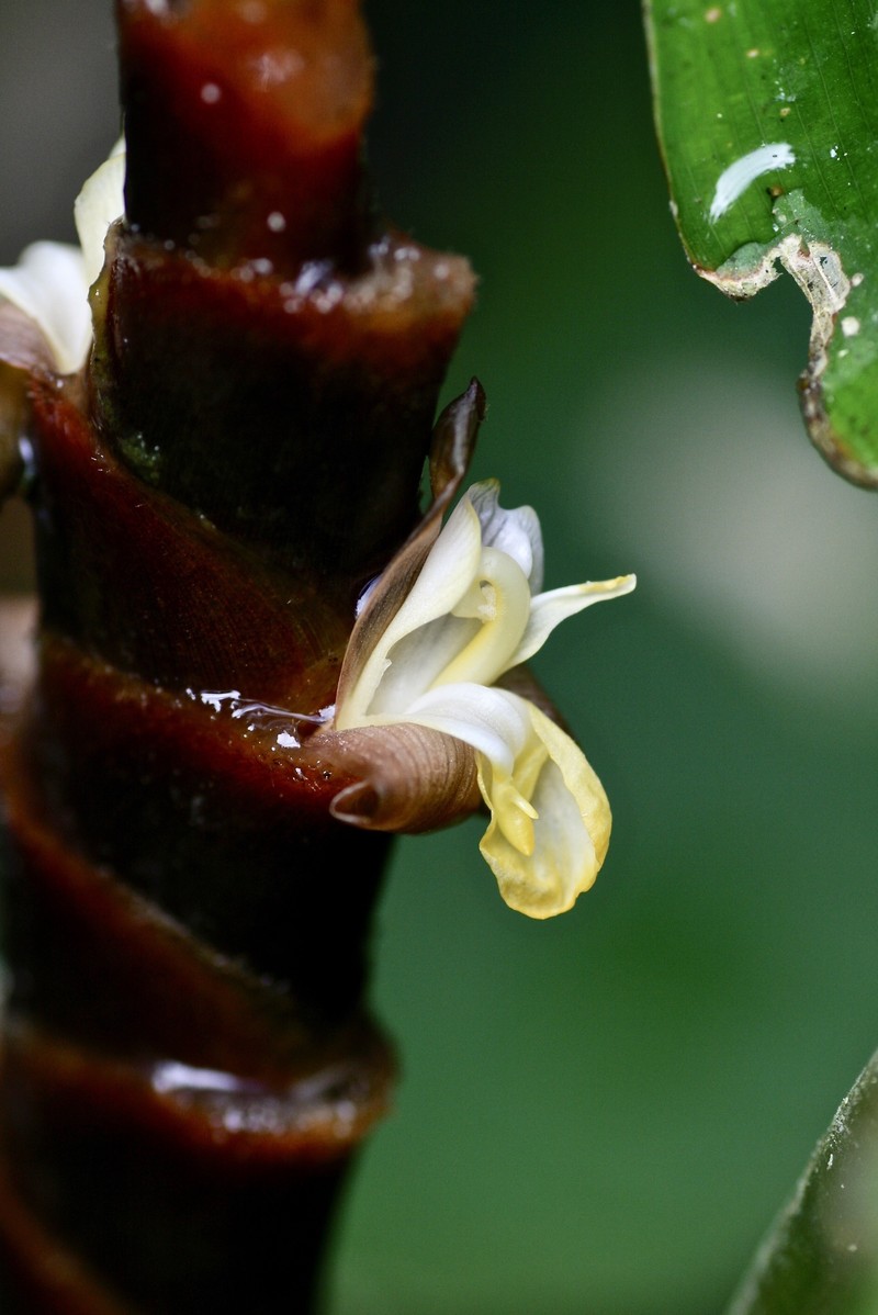Pampano photo 4