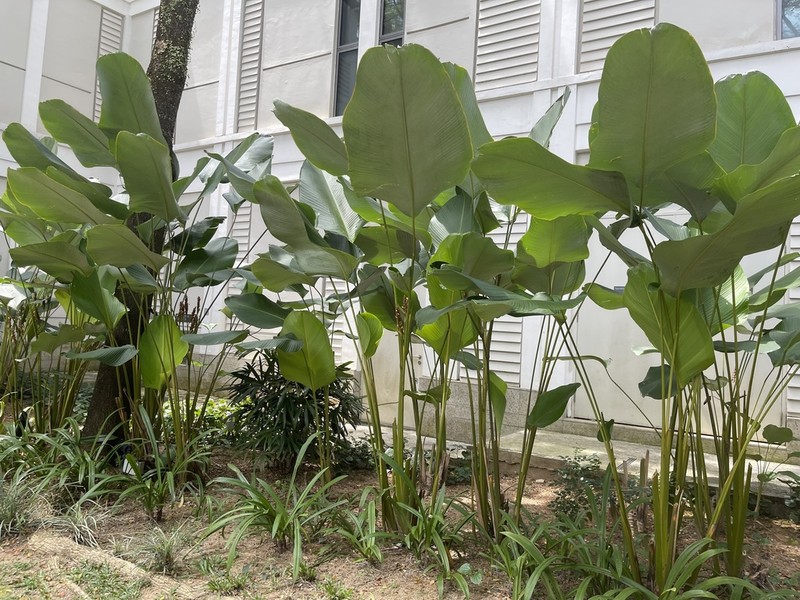 Pampano photo 5