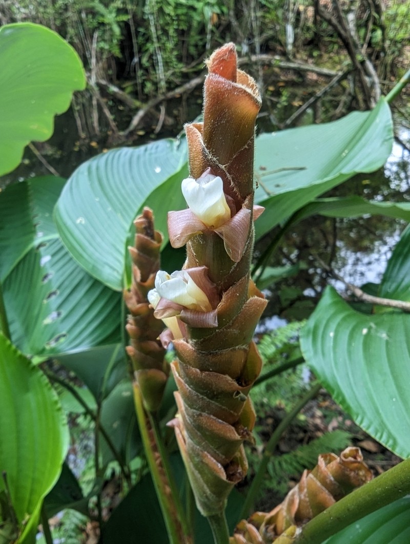 Pampano photo 6