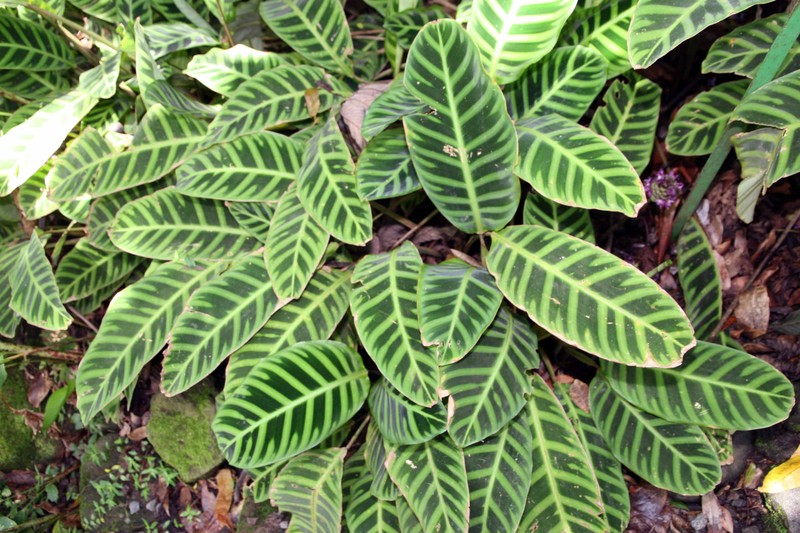 Zebraplant photo 2