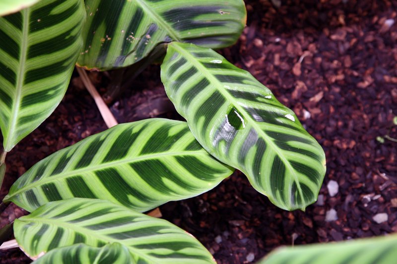 Zebraplant photo 3
